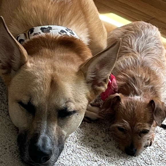 Meet your Posher, Connie - Picture 1 of 1